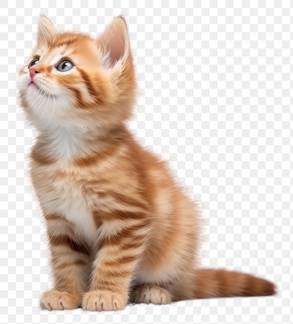 PNG Cute kitten portrait animal mammal. AI generated Image by rawpixel.