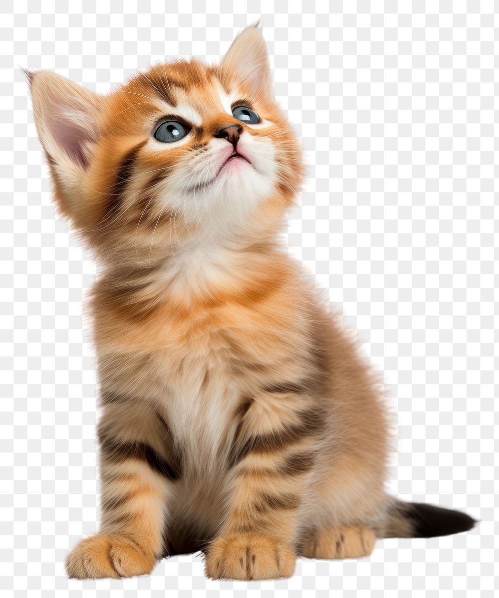 PNG Cute kitten portrait mammal animal. AI generated Image by rawpixel.