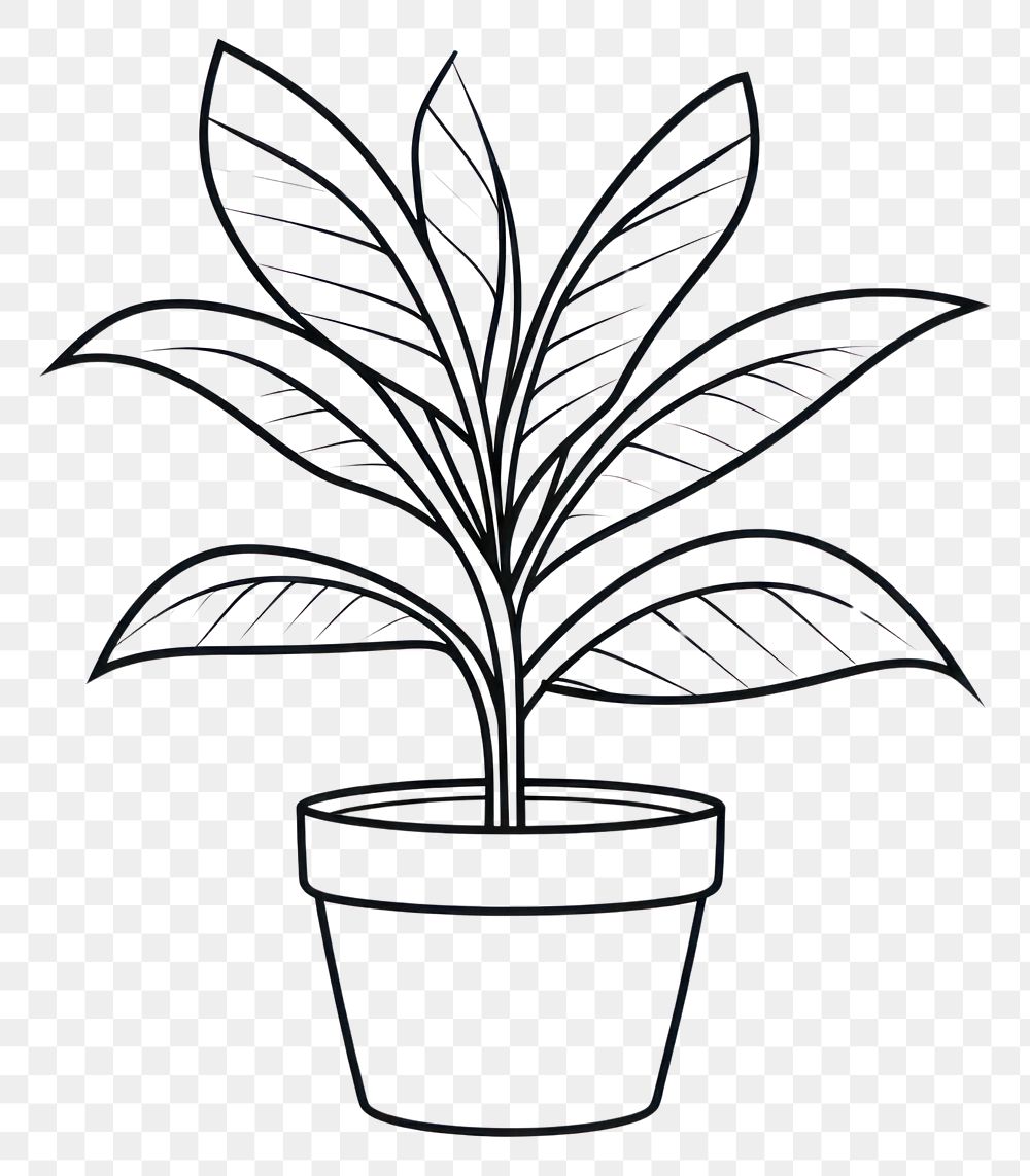 PNG  Indoor plant drawing sketch line. AI generated Image by rawpixel.