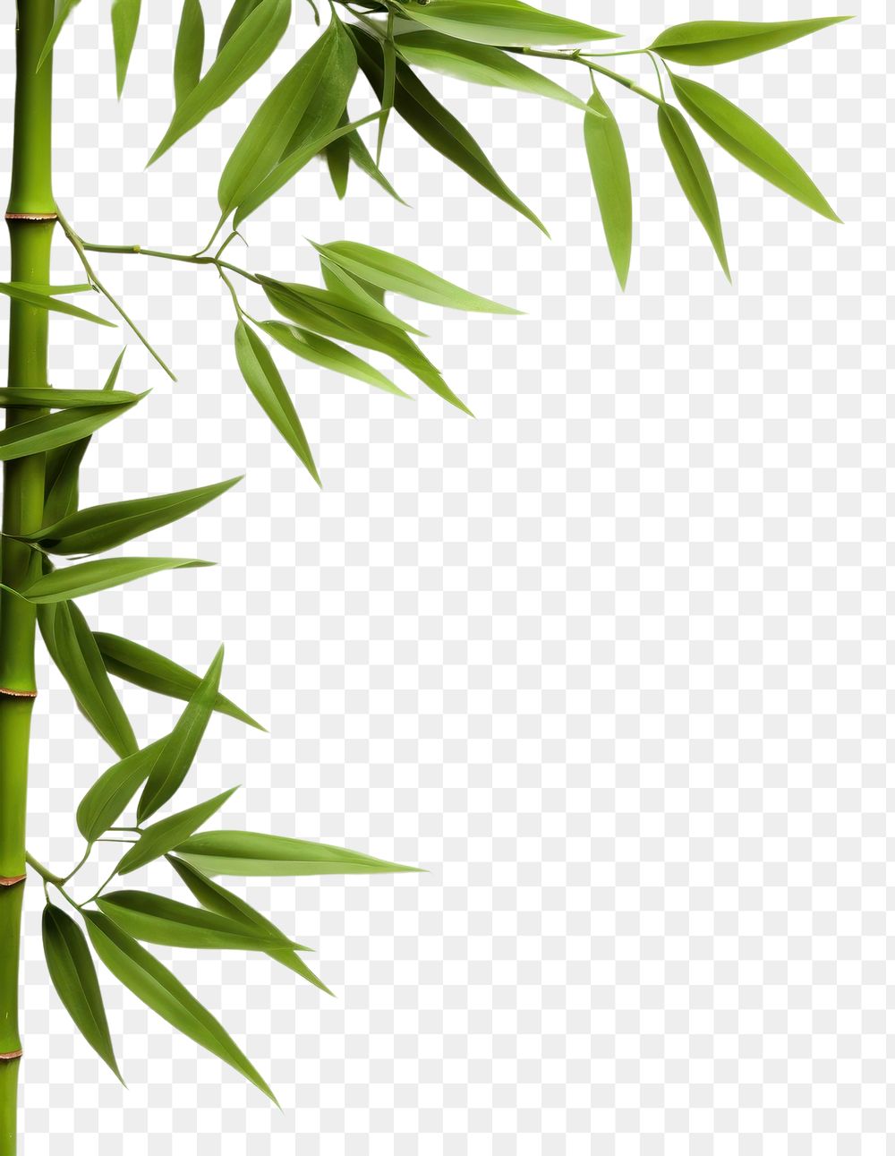 PNG Bamboo backgrounds plant white background. AI generated Image by rawpixel.