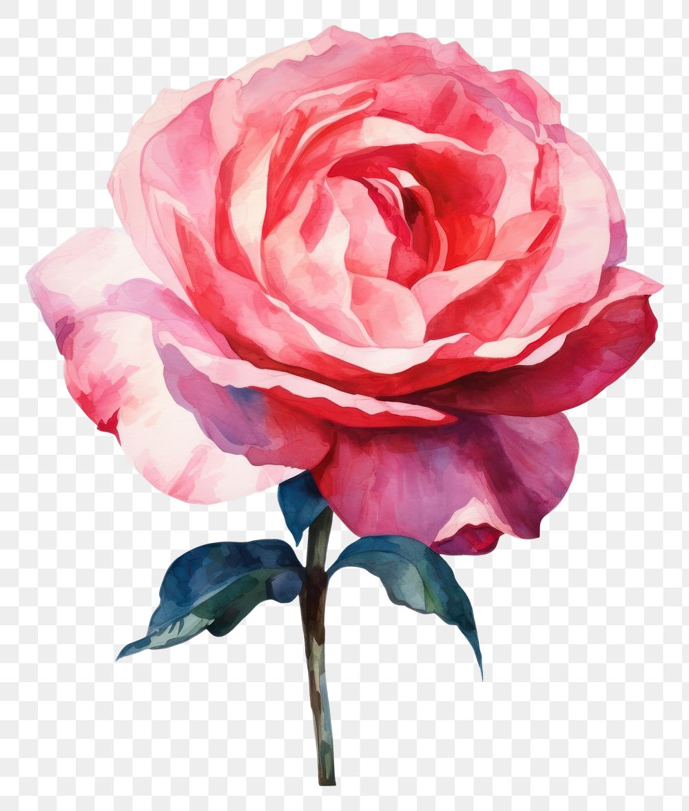 PNG Rose flower plant white background. AI generated Image by rawpixel.
