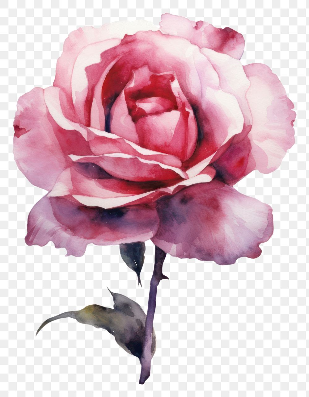 PNG Rose blossom flower plant. AI generated Image by rawpixel.