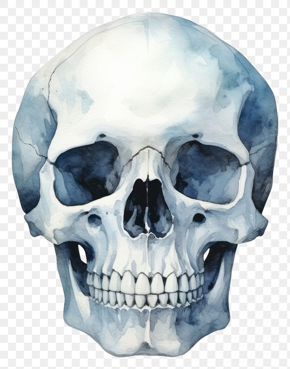PNG Skull white background anthropology anatomy. AI generated Image by rawpixel.