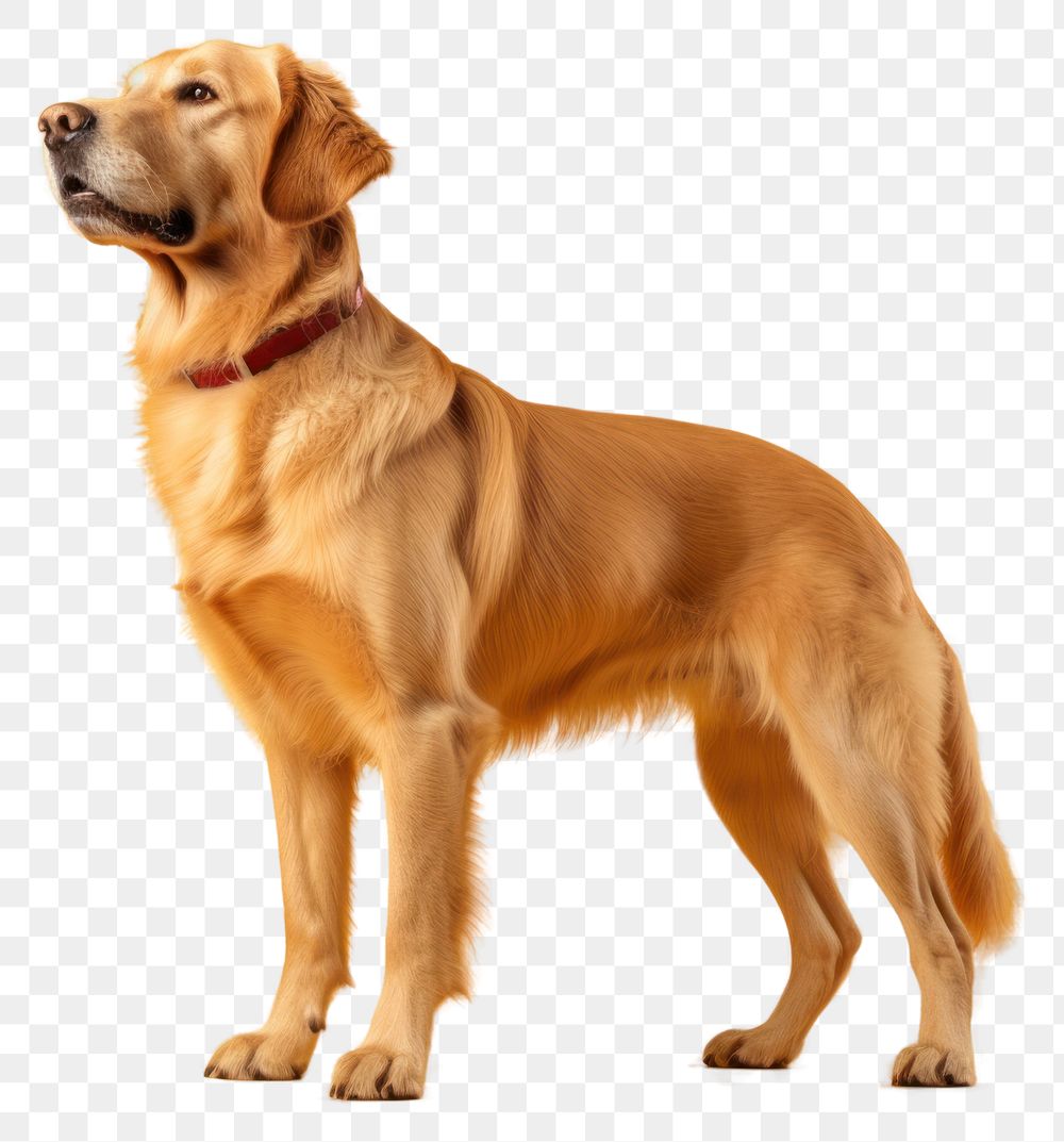 PNG A golden retriever animal mammal yellow. AI generated Image by rawpixel.