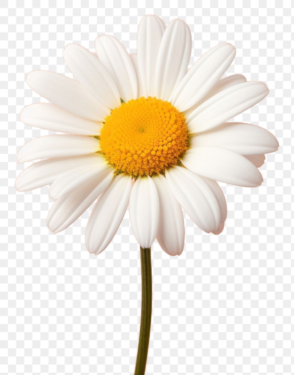 PNG A daisy flower petal plant. AI generated Image by rawpixel.