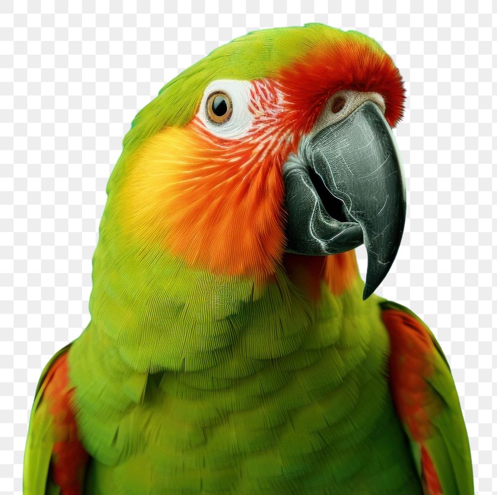 PNG A parrot animal green beak. AI generated Image by rawpixel.