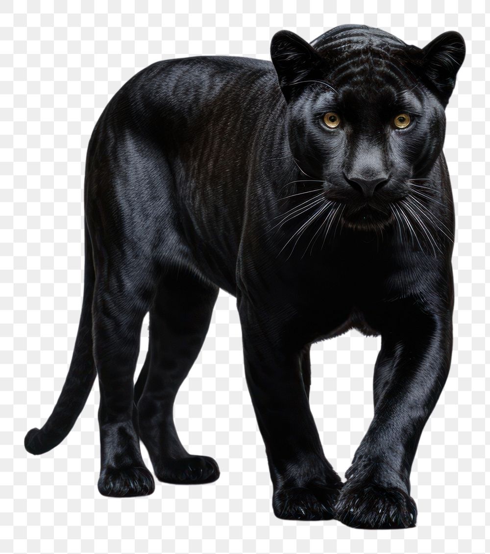 PNG A panther wildlife mammal animal. AI generated Image by rawpixel.