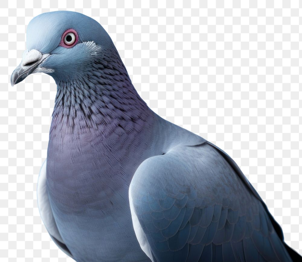 PNG A pigeon animal bird blue. AI generated Image by rawpixel.