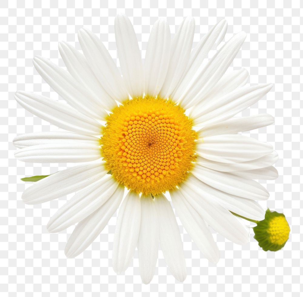 PNG Close-up chamomile flower daisy petal plant. AI generated Image by rawpixel.