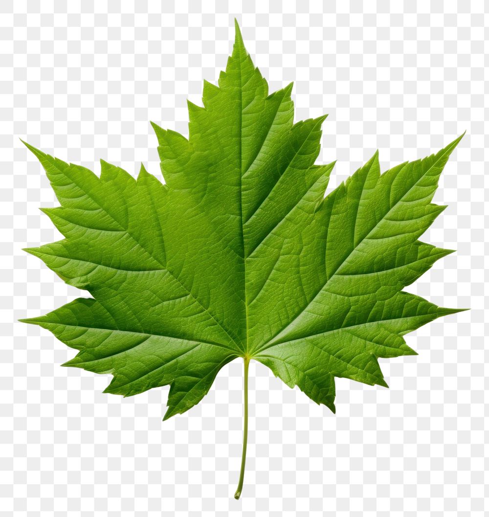 PNG  Leaf maple plant green. AI generated Image by rawpixel.