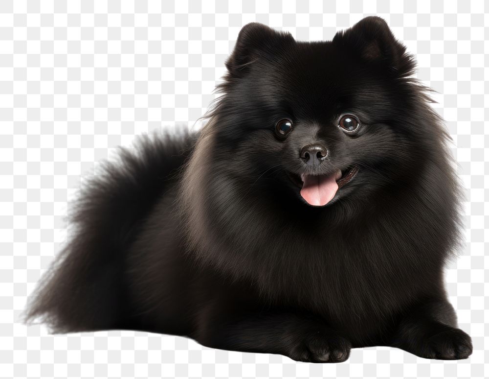 PNG  Pomeranian mammal animal black. AI generated Image by rawpixel.