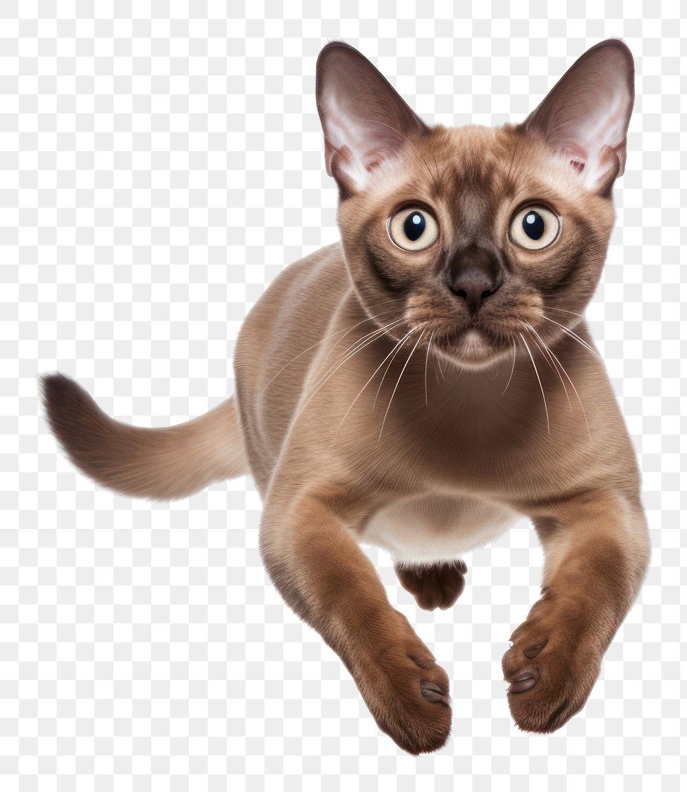 PNG  Jumpping Burmese cat animal mammal pet. AI generated Image by rawpixel.