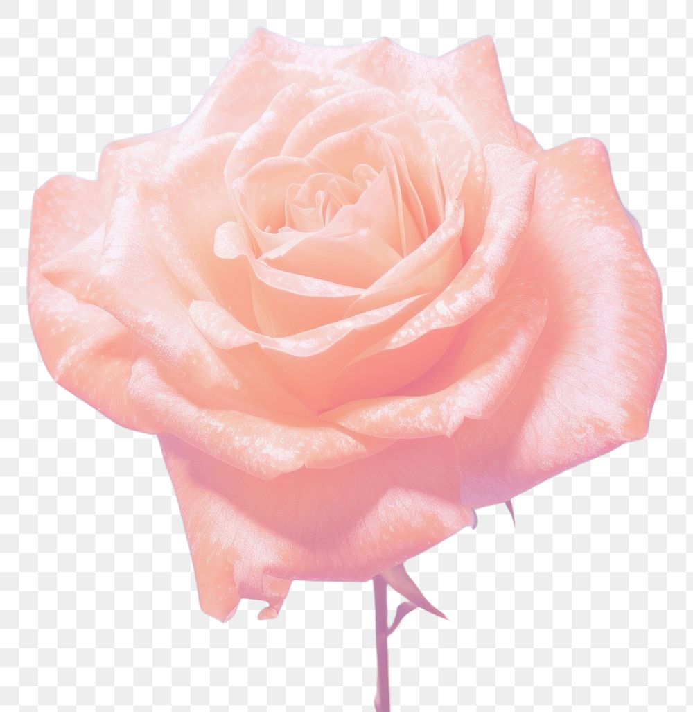 PNG Rose backgrounds flower plant. AI generated Image by rawpixel.