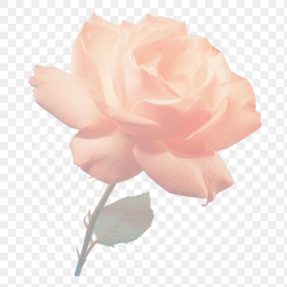 PNG Rose backgrounds outdoors flower. AI generated Image by rawpixel.