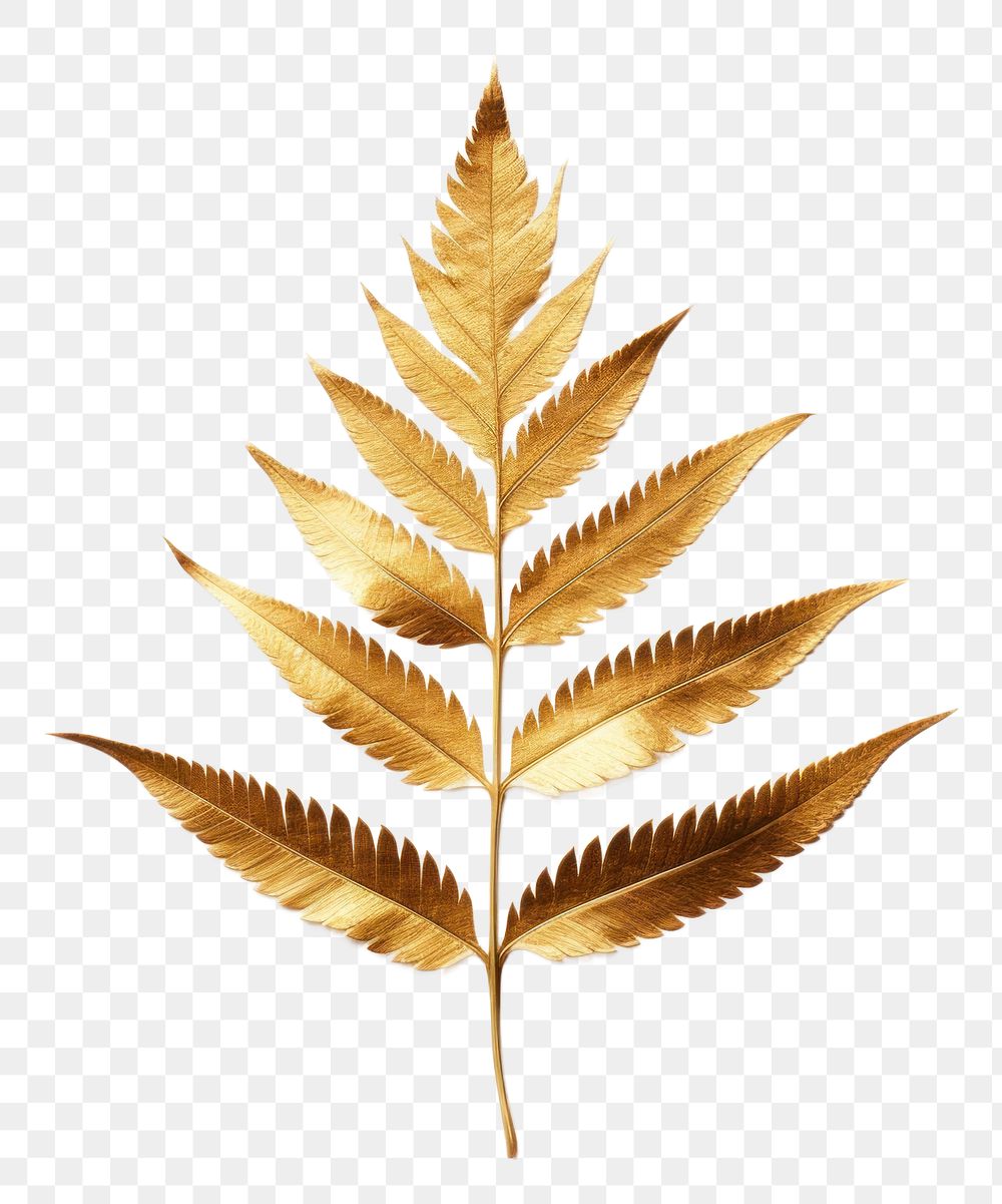 PNG  Golden fern leaf plant gold nature. AI generated Image by rawpixel.