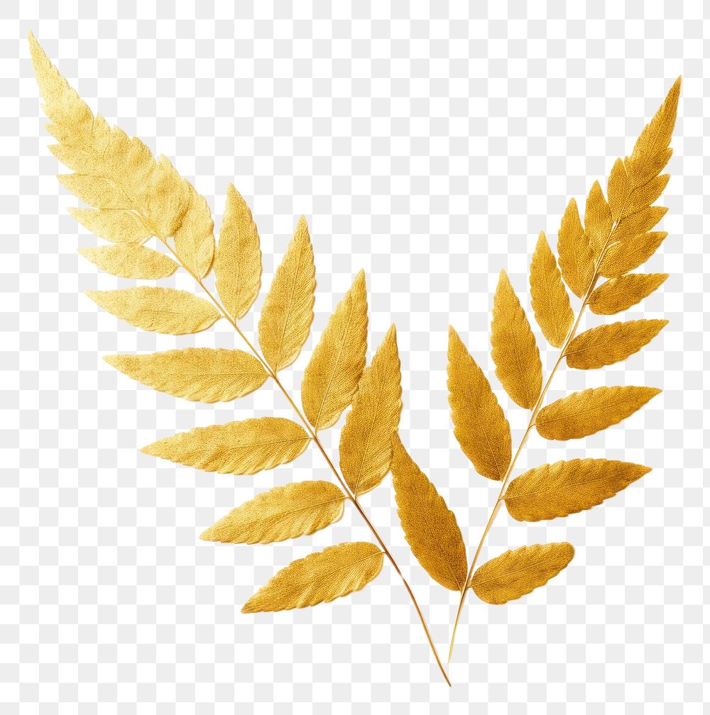 PNG  Golden fern leaf gold plant yellow. AI generated Image by rawpixel.