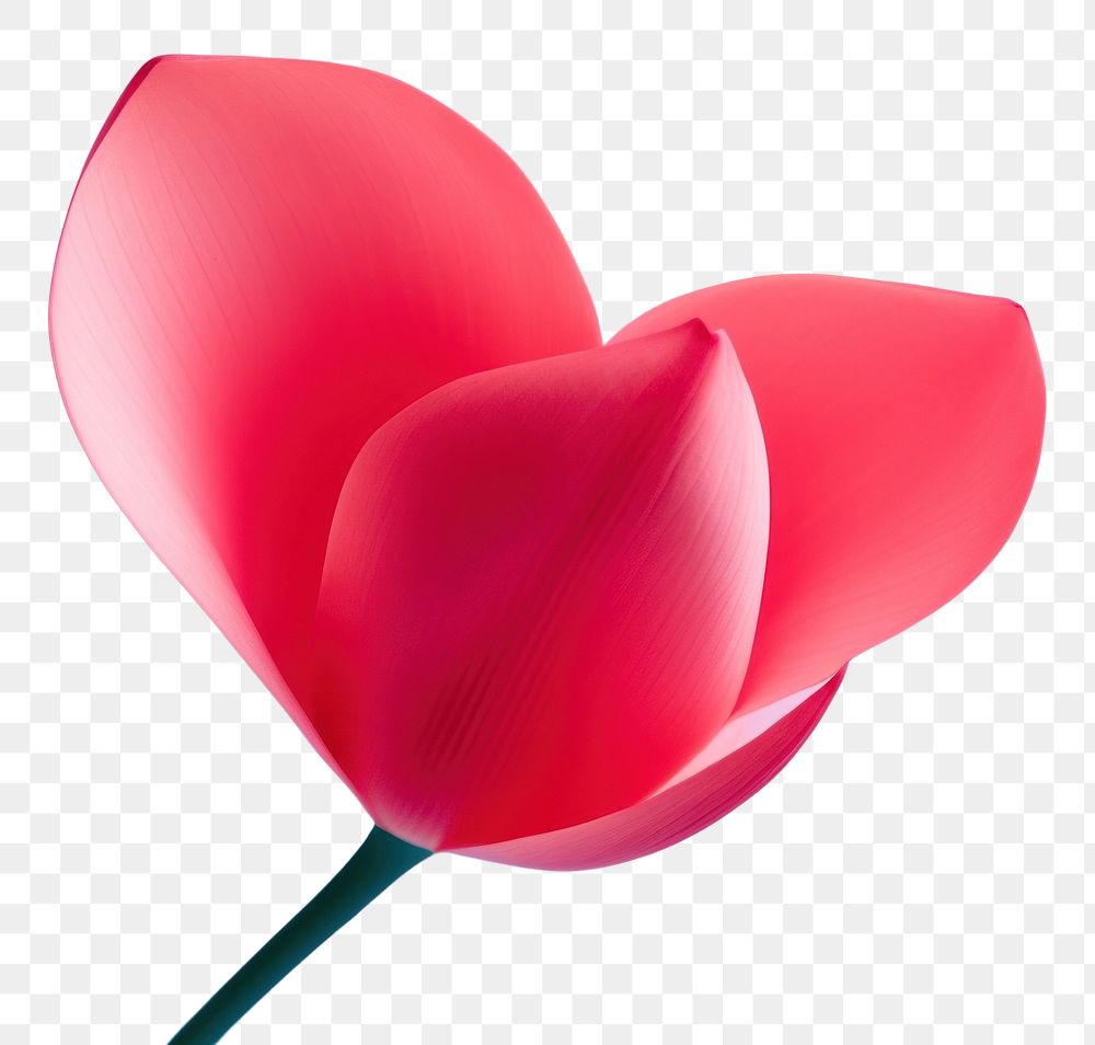 PNG A flower petal tulip plant. AI generated Image by rawpixel.
