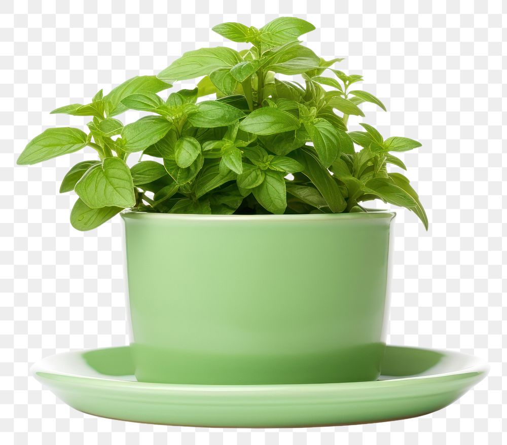PNG  Single green pot with saucer plant herbs leaf. AI generated Image by rawpixel.