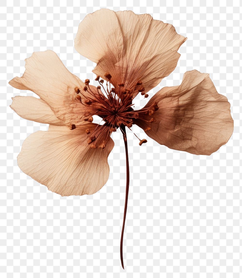 PNG  Treasure flower petal plant fragility. AI generated Image by rawpixel.