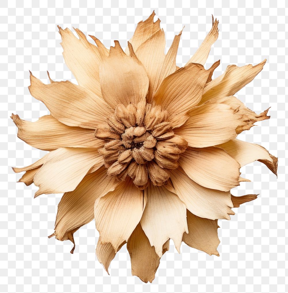 PNG  Treasure flower brooch petal plant. AI generated Image by rawpixel.
