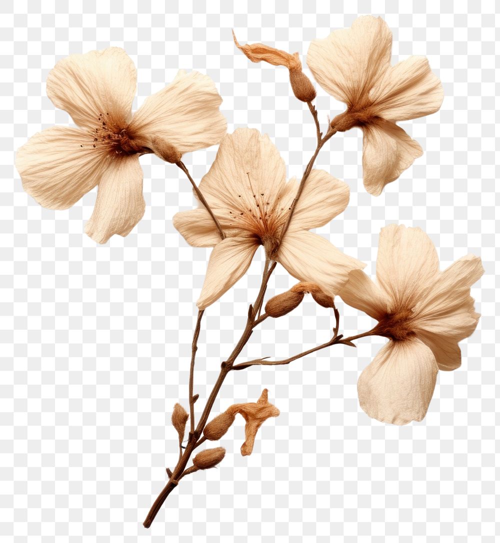 PNG  Tree mallow flower petal plant. AI generated Image by rawpixel.