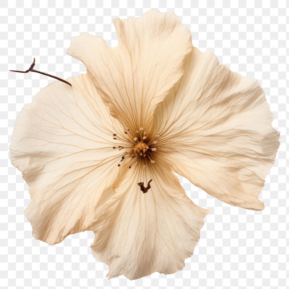PNG  Tree mallow hibiscus flower petal. AI generated Image by rawpixel.