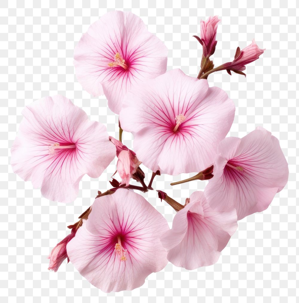 PNG  Tree mallow blossom flower petal. AI generated Image by rawpixel.