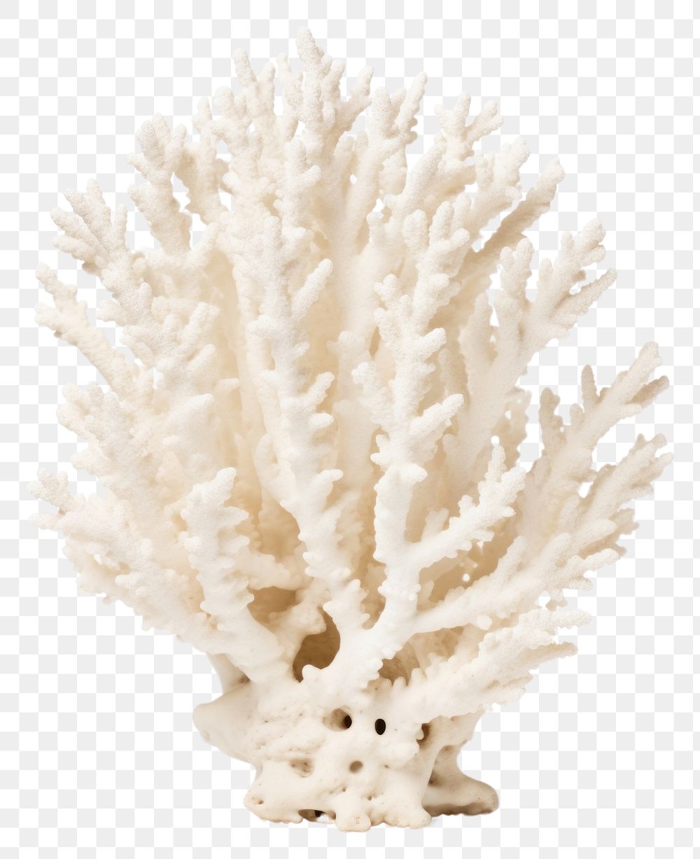 PNG Individual white coral nature sea white background. AI generated Image by rawpixel.