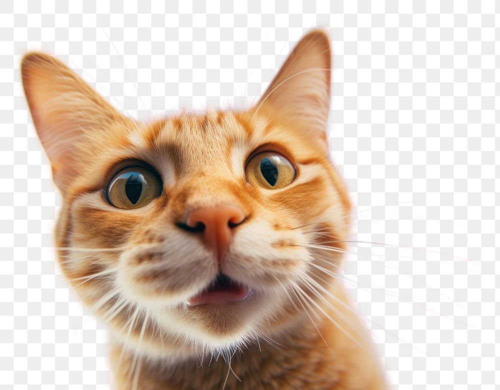 PNG  Cat animal mammal kitten. AI generated Image by rawpixel.
