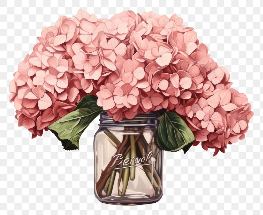 PNG  Pink hydrangea flower jar plant. AI generated Image by rawpixel.