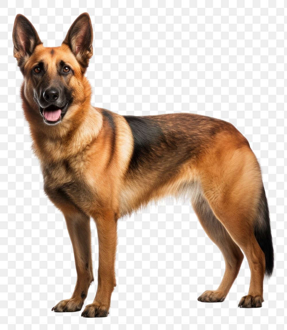 PNG Dog standing mammal animal. AI generated Image by rawpixel.