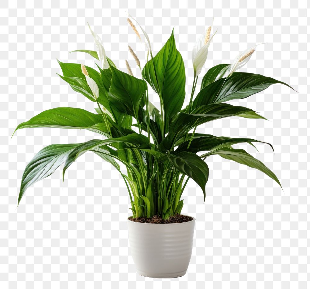 PNG Peace lily flower plant leaf. AI generated Image by rawpixel.