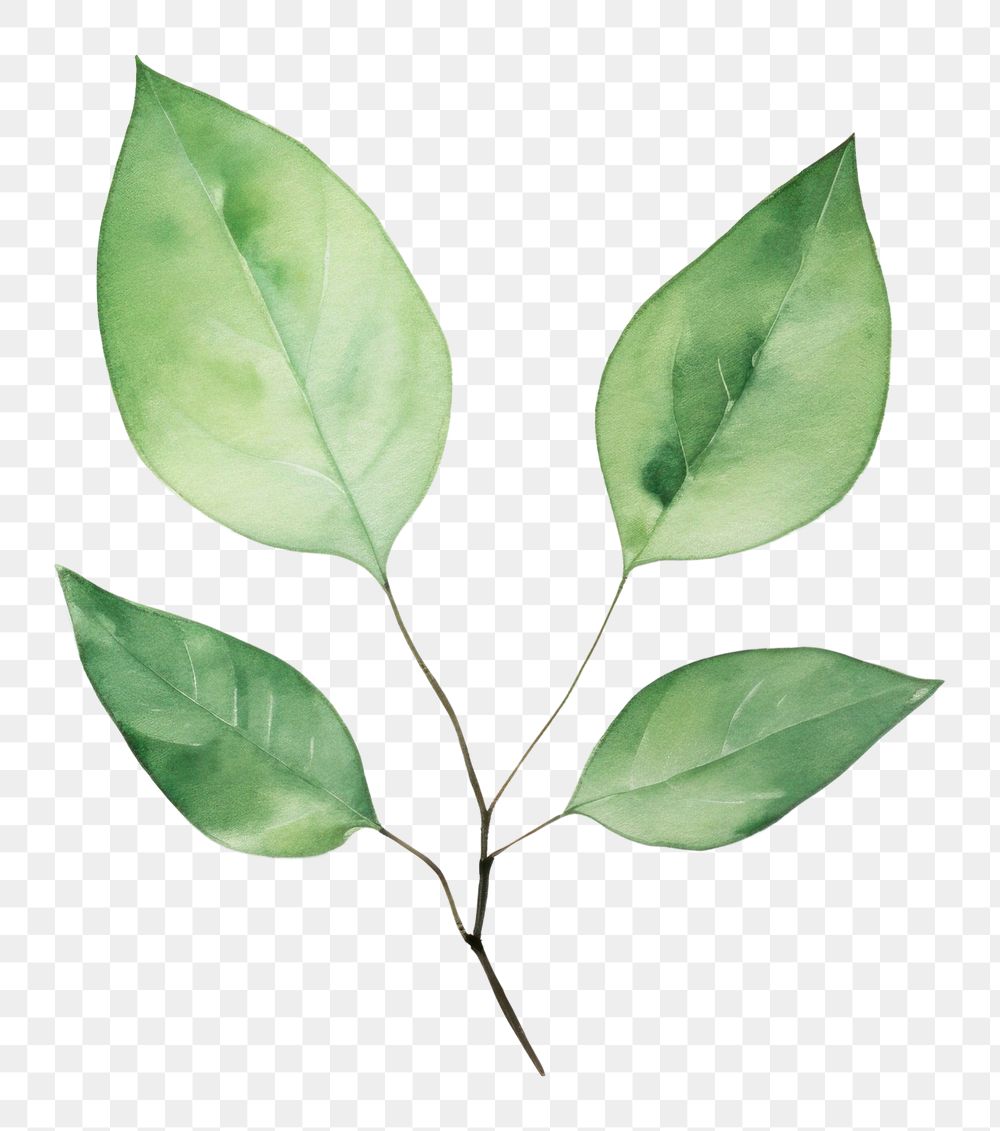 PNG Minimal leafs plant branch nature. 