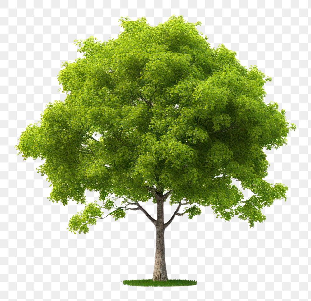 PNG A green tree plant white background tranquility. AI generated Image by rawpixel.