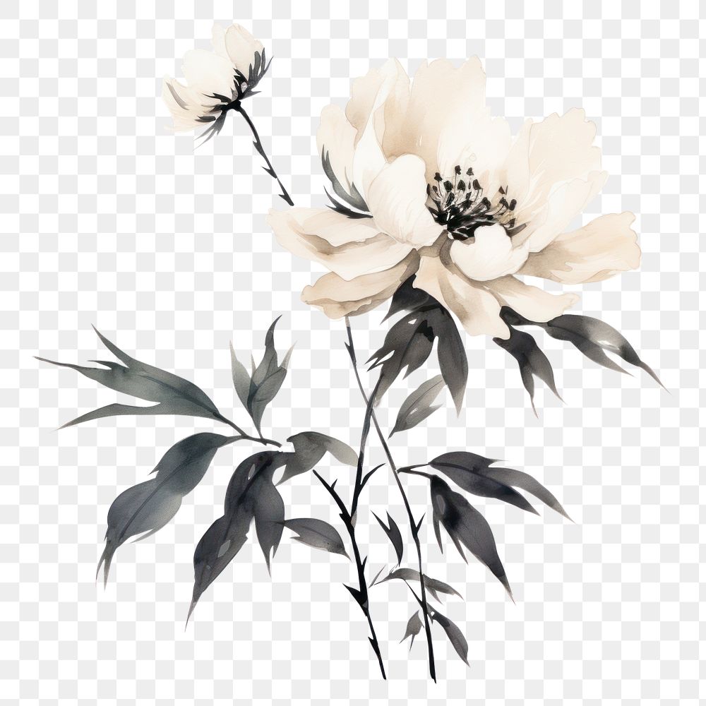 PNG Peony blossom drawing flower. AI generated Image by rawpixel.