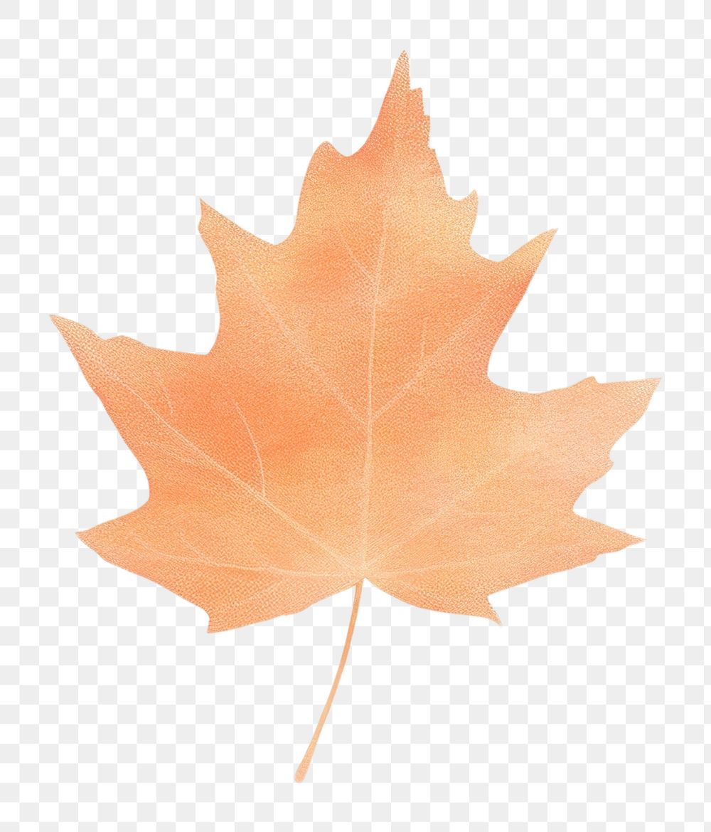 PNG White maple shadow plant leaf tree. AI generated Image by rawpixel.