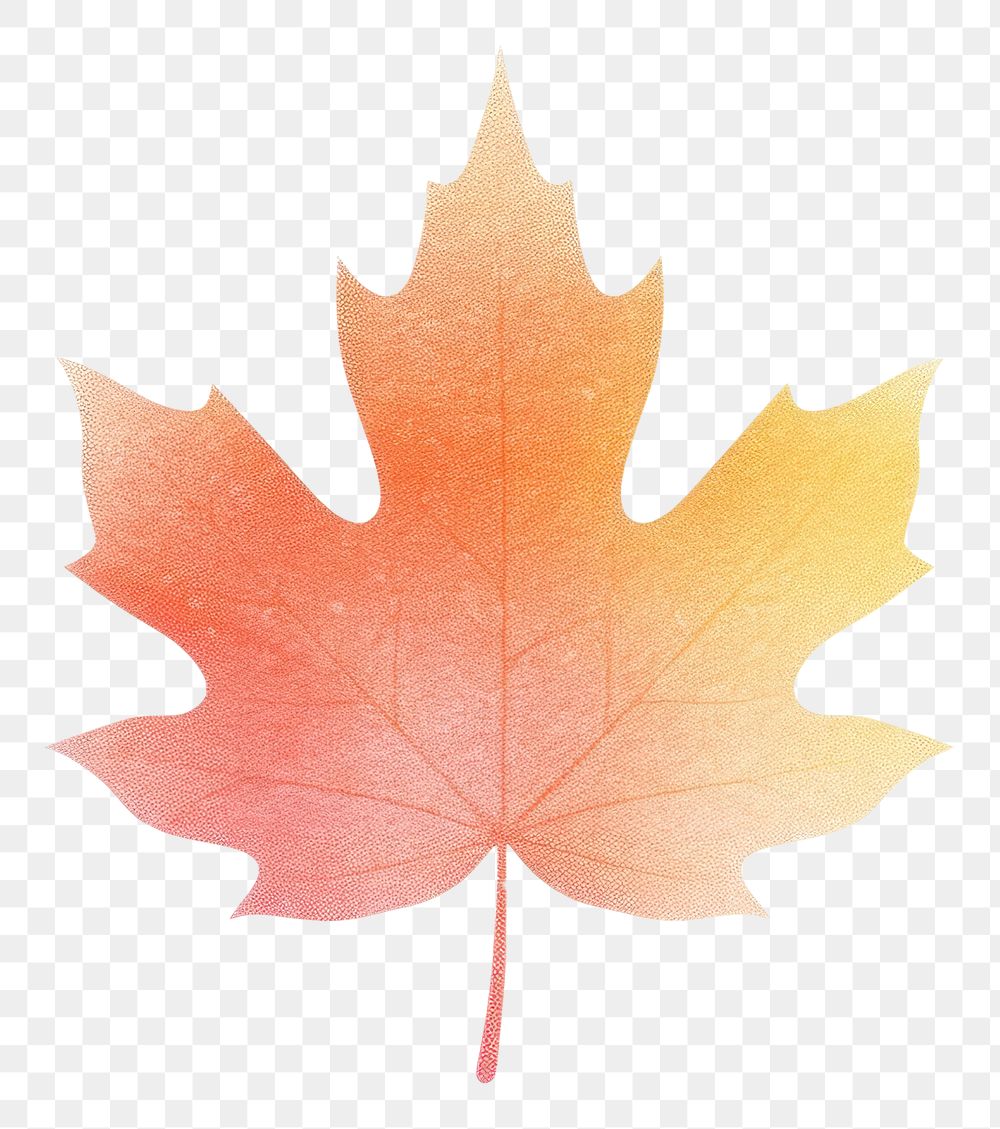 PNG Orange maple leaf icon plant tree white background. AI generated Image by rawpixel.