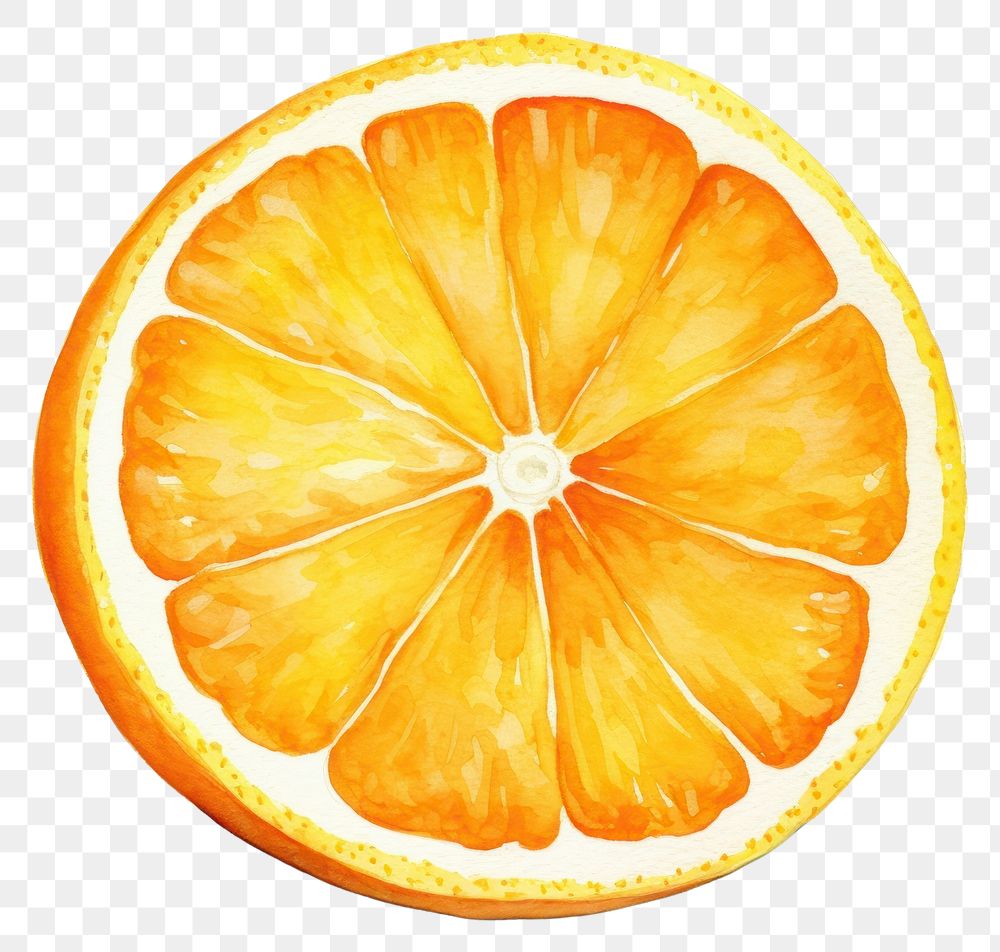 PNG Fruit grapefruit orange plant. AI generated Image by rawpixel.
