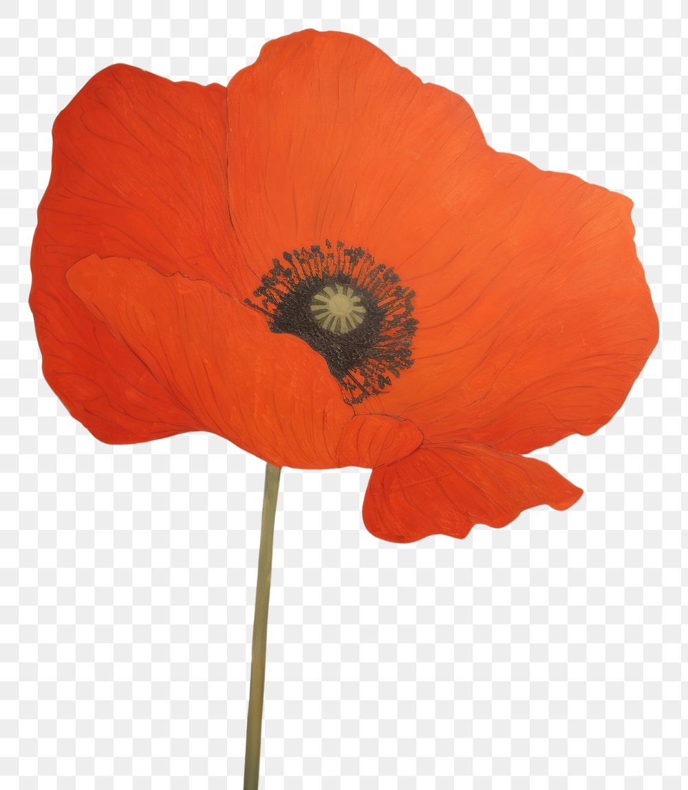 PNG Poppy flower inflorescence acrylic paint. AI generated Image by rawpixel.