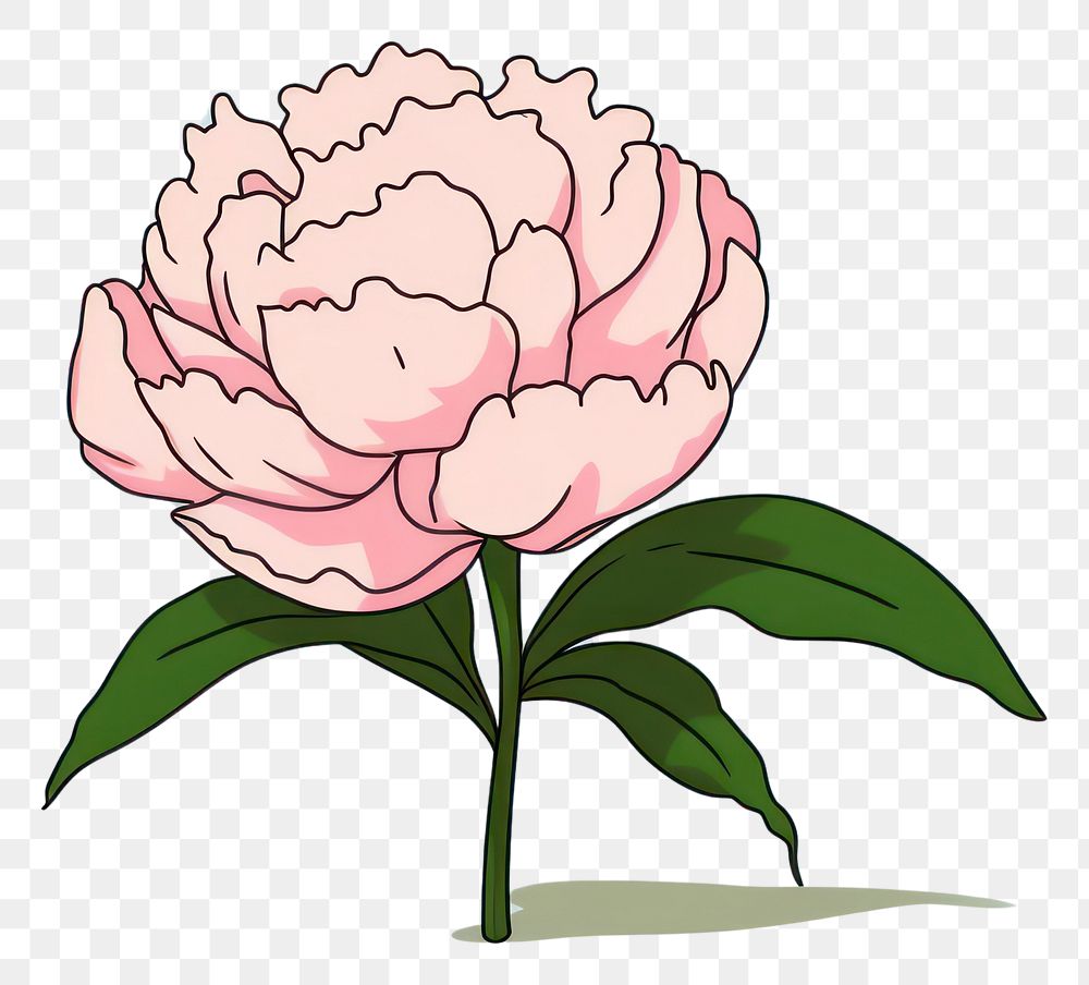 PNG Peony blossom cartoon flower. AI generated Image by rawpixel.