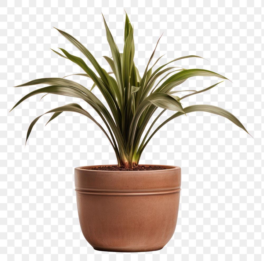 PNG  Strelizia Nicolai plant pot white background. AI generated Image by rawpixel.