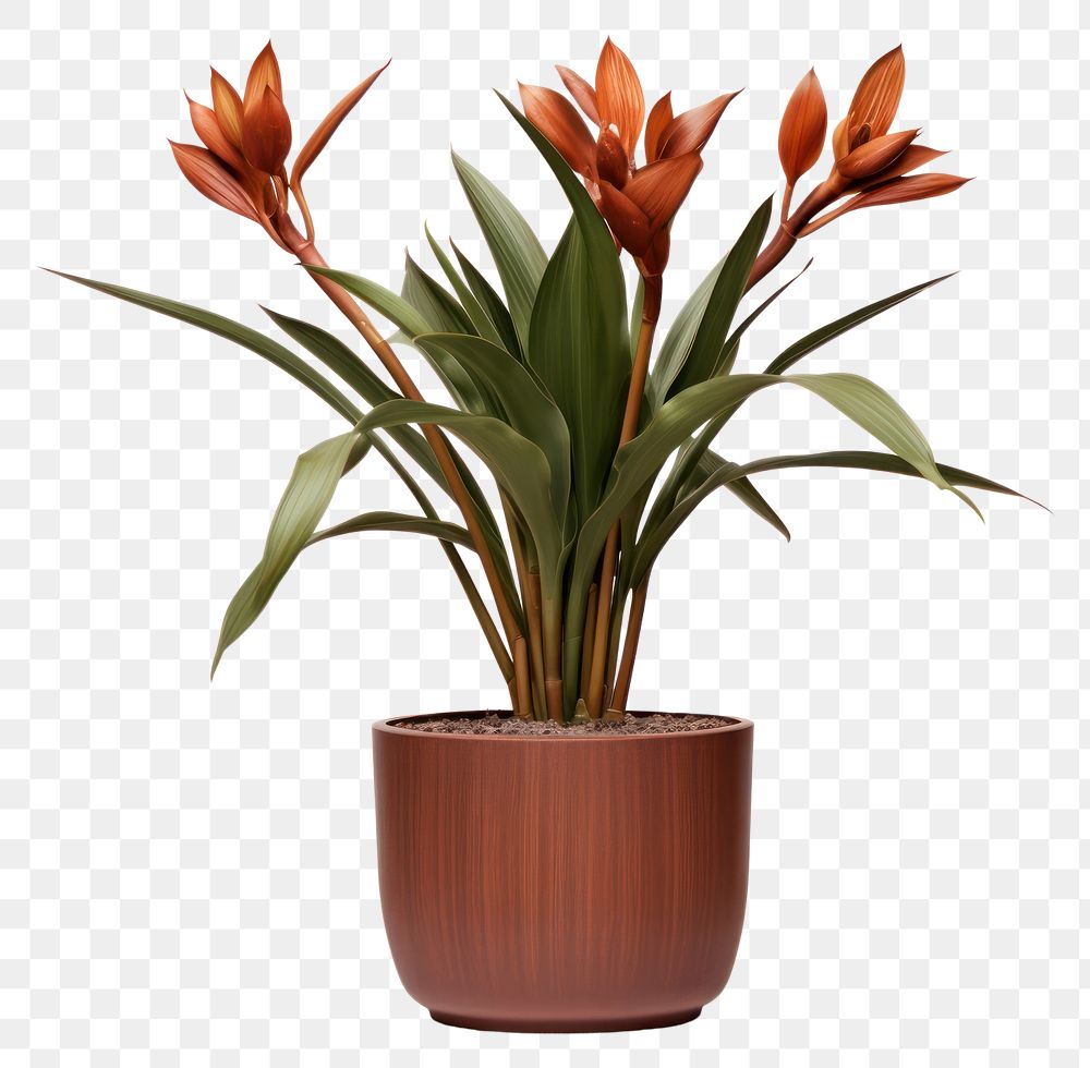 PNG  Strelizia Nicolai flower plant vase. AI generated Image by rawpixel.