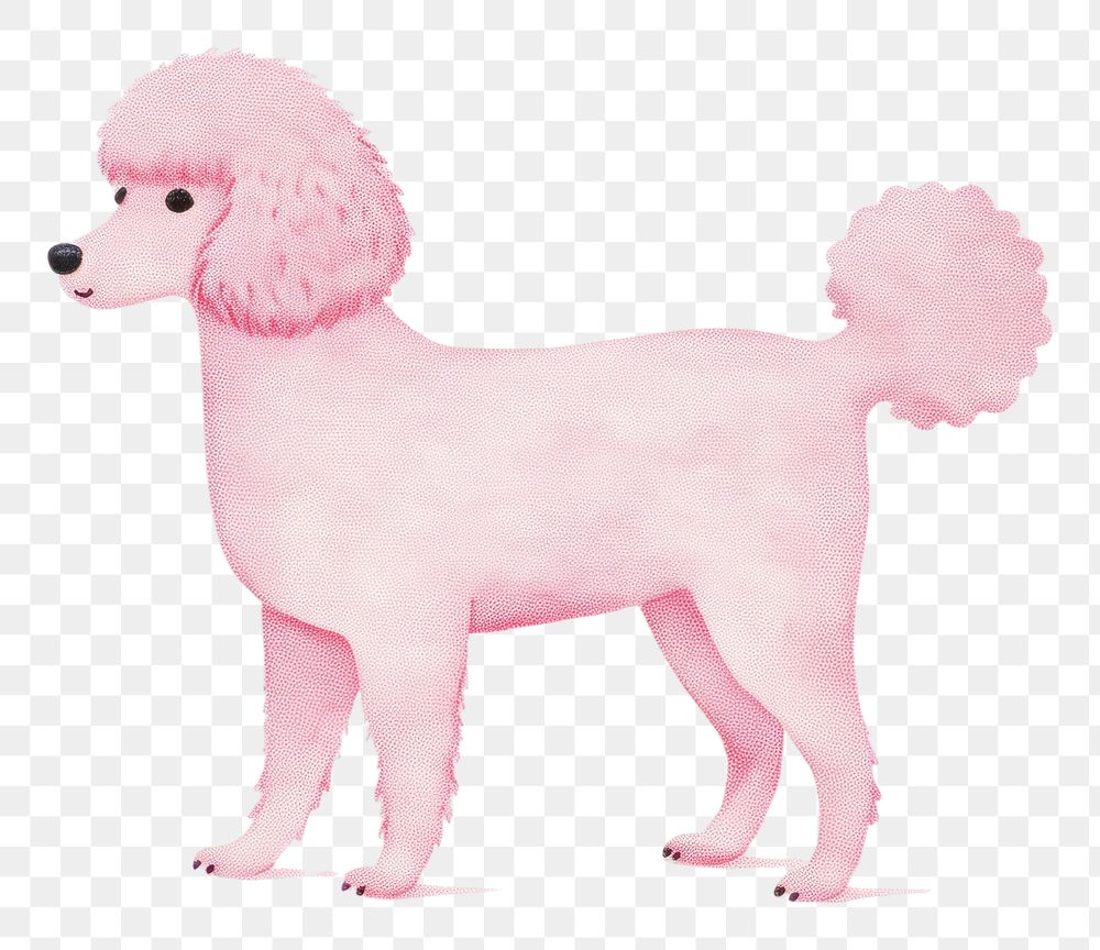 PNG Poodle animal mammal pet. AI generated Image by rawpixel.