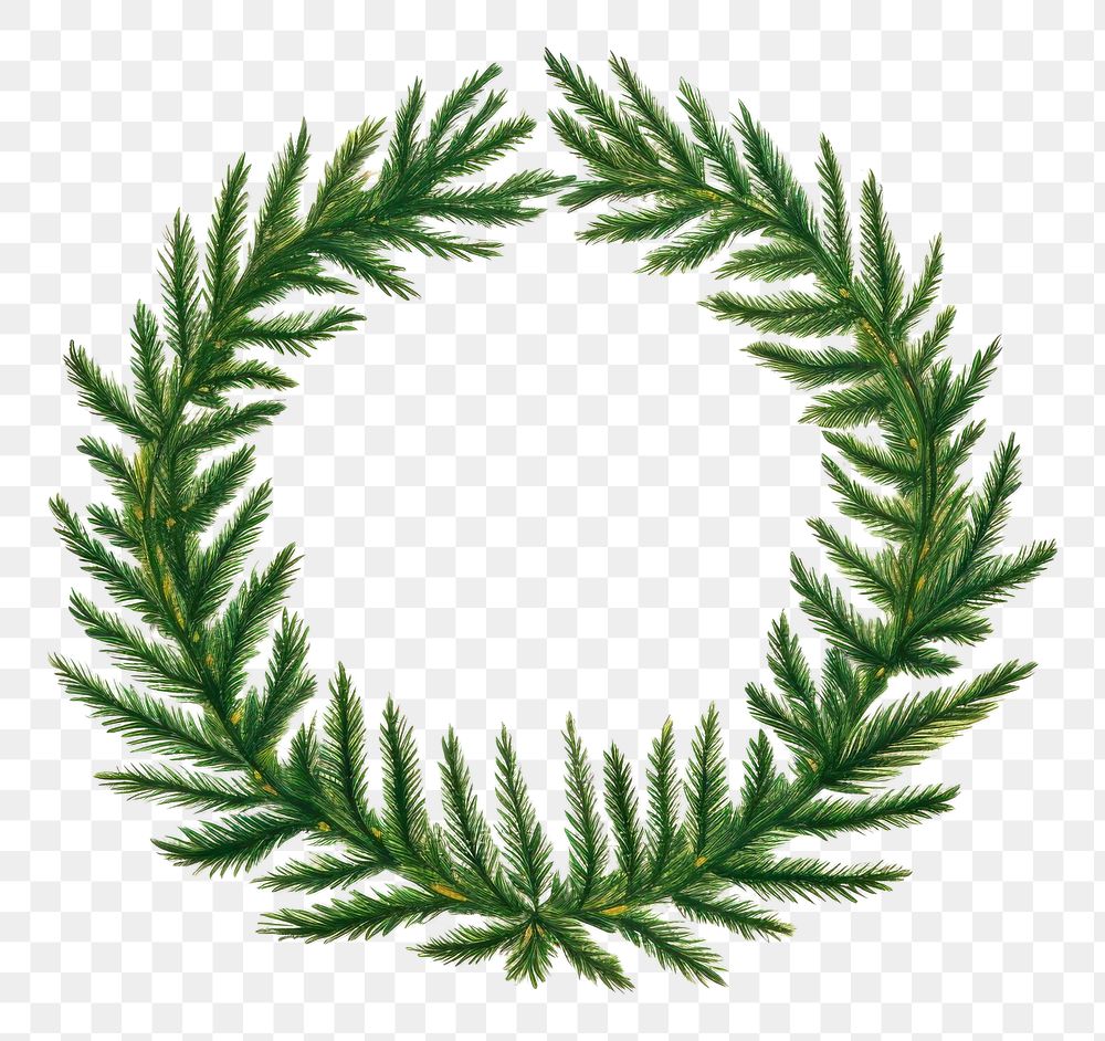 PNG Pine tree wreath pattern plant leaf. AI generated Image by rawpixel.
