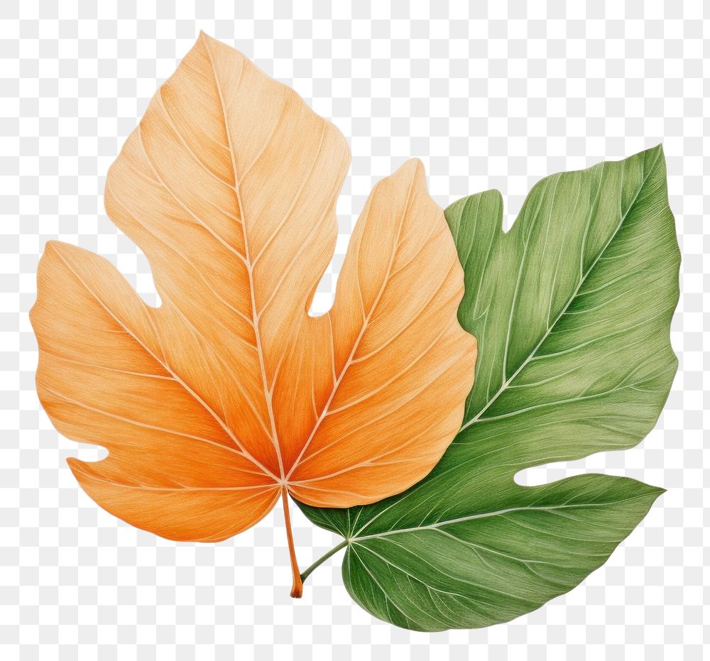 PNG Green leaf turning brown plant art creativity. AI generated Image by rawpixel.