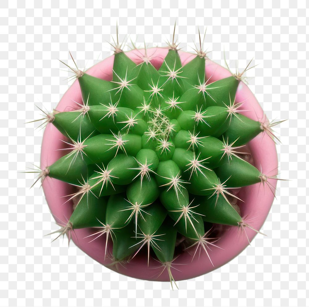 PNG  Cactus plant purple nature. AI generated Image by rawpixel.
