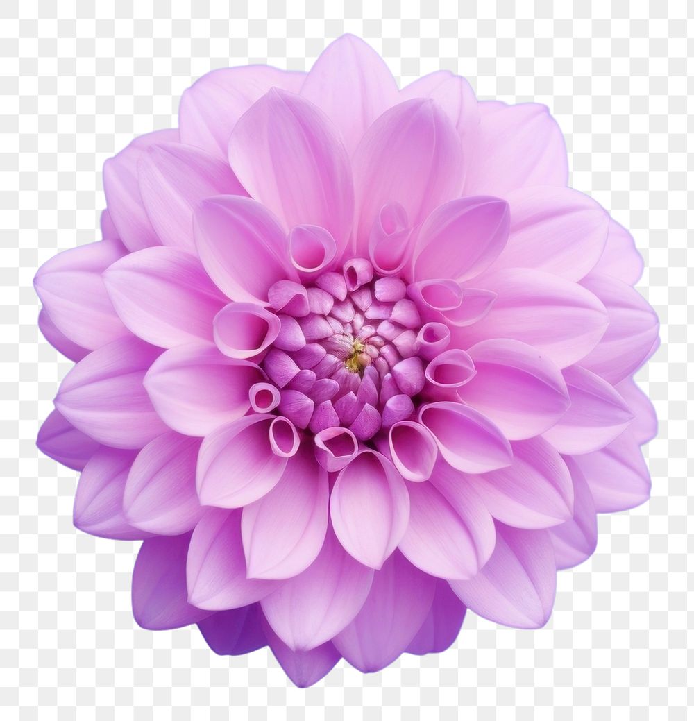 PNG  Clip blossom flower dahlia. AI generated Image by rawpixel.