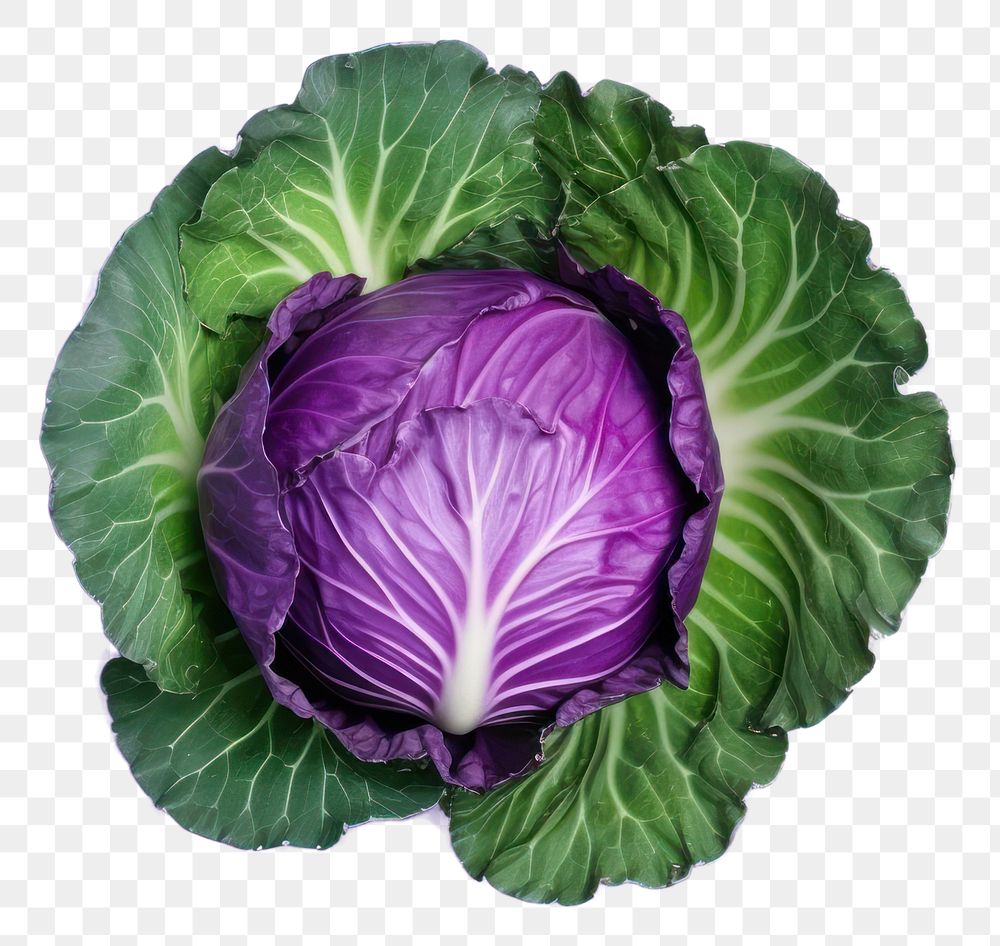 PNG  Cabbage vegetable purple plant. AI generated Image by rawpixel.