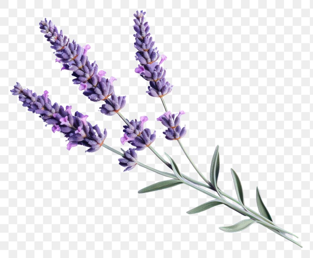 PNG  Lavender blossom flower plant. AI generated Image by rawpixel.