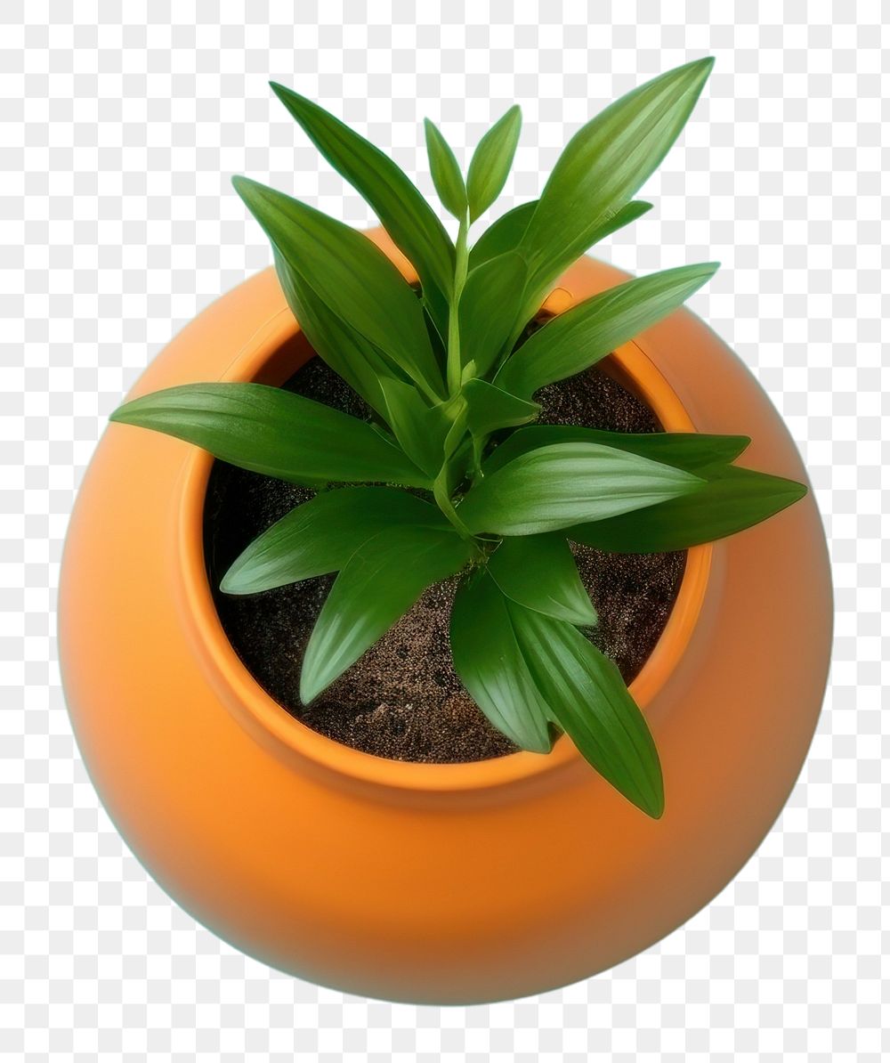 PNG  Plant pot leaf houseplant decoration. AI generated Image by rawpixel.